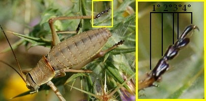 Grilli, Locuste e Cavallette: ORTHOPTERA Guida alle Famiglie